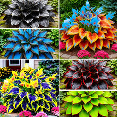315+ Perennial Mix Color Hosta Seeds ready for planting in outdoor garden beds
