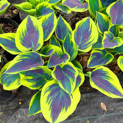 315+ Perennial Mix Color Hosta Seeds soak 24 hours to soften the coat