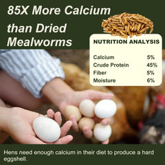 Calcium-rich Adaman BSF larvae image emphasizing mineral support for hens.