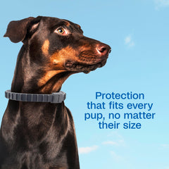 Adjustable collar fitted to dog neck with easy secure buckle.