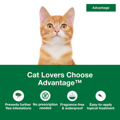 Advantage small cats flea drops monthly use for ongoing protection.