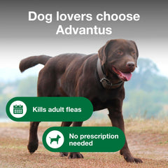 Advantus soft chews in dog mouth illustrate simple administration and fast action.