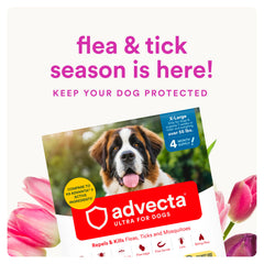 Applying Advecta Ultra on a dog's coat for convenient protection.
