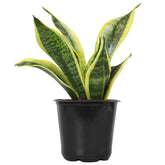 Altman Plants Snake Plant Superba 13-inch tall upright leaves ideal for low-light rooms