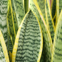 Altman Plants Snake Plant Superba fully rooted with minimal repotting needed