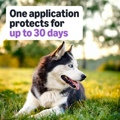 Amazon Basics protection lasting up to 30 days against fleas and ticks.