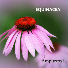 Ampitrexyl Plus box packaging highlighting natural formula for wellness.
