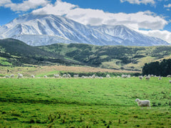 Antler Farms lanolin bottle highlighting New Zealand origin and purity