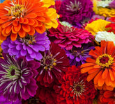 Axel's Garden Seeds California Giant Zinnia seeds for vibrant borders.