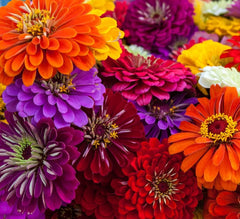 Axel's Garden Seeds California Giant Zinnia seeds for vibrant borders.