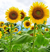 Axel's Garden Seeds Mammoth Grey Stripe pack with 50 seeds for tall blooms.