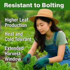 Bloomtiva Parris Island Cos suited for indoor hydroponic lettuce growth