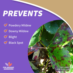 Applying Captain Jack's Copper Fungicide to roses and ornamentals.