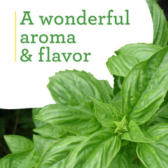 Bonnie Plants Sweet Basil thriving in full sun for flavorful harvests.