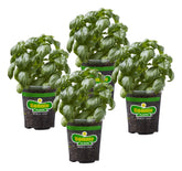 Bonnie Plants Sweet Basil leaves in full sun ready for fresh pesto.