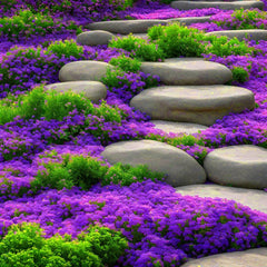 BuggyBeds creeping thyme planted between stepping stones enhances aesthetics and weed control.