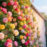 BuggyBeds mixed climbing rose seeds for a vibrant vertical garden display.