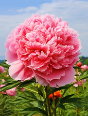 BuggyBeds peony blooms reach up to six inches for bold focal points.