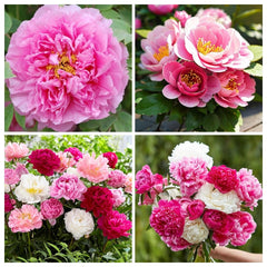 BuggyBeds peony blooms with ruffled double petals for dramatic garden drama.