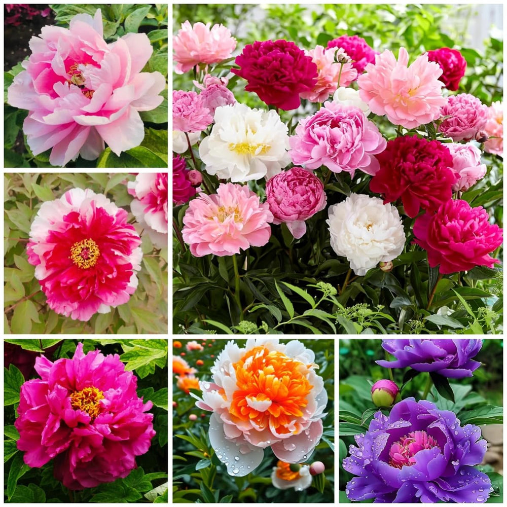 BuggyBeds peony seeds in mixed colors for a vibrant garden display.