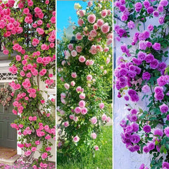 BuggyBeds perennial climbing roses ready to train on trellises and arches.