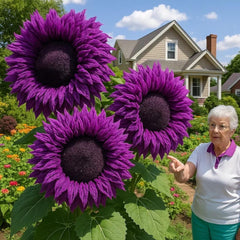 BuggyBeds pollinator-friendly sunflowers attract bees and butterflies to your backyard.