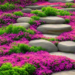 BuggyBeds thyme planted between stepping stones creating a low, fragrant border.
