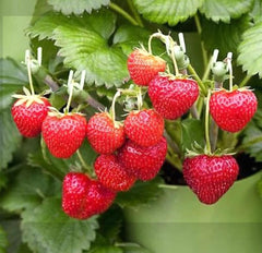 Bulborium Alpine Strawberry seeds germination, indoor start for edible berries