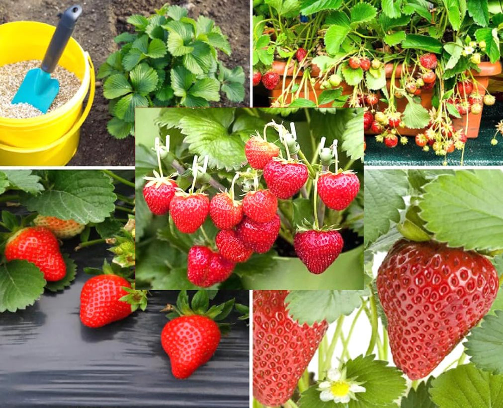 Bulborium Alpine Strawberry seeds pack ready for planting as hardy ground cover