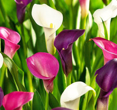 BULBORIUM Calla Lily seeds mix indoor starter tray supports early spring blooms.