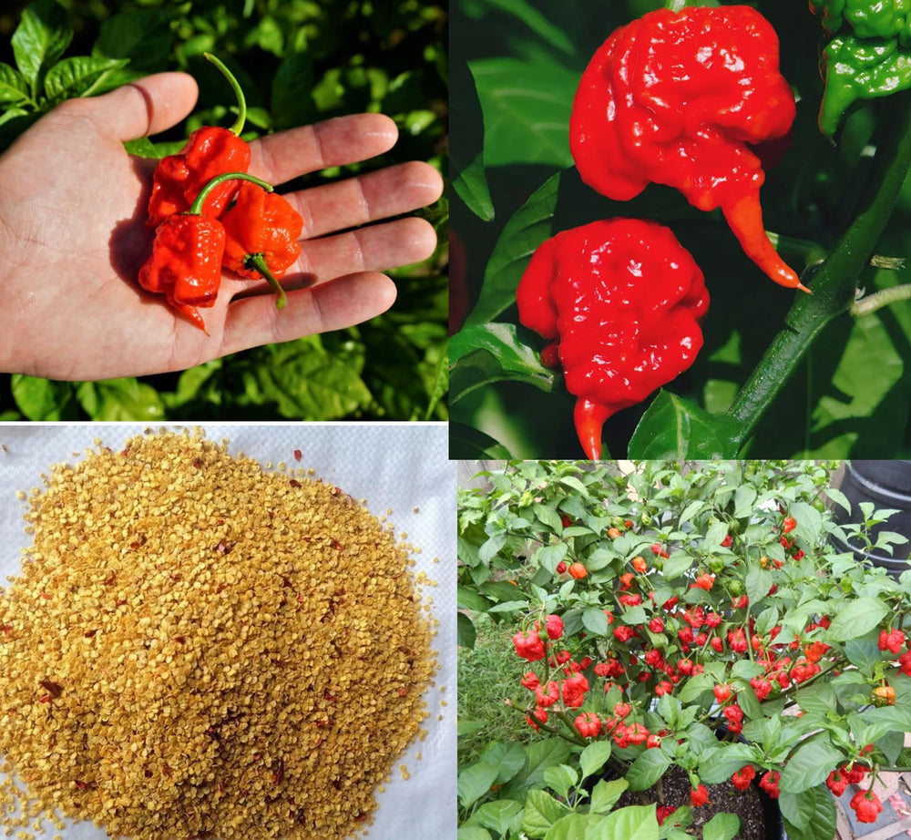 BULBORIUM Carolina Reaper seeds pack ready for home sowing and spicy harvest