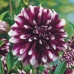 BULBORIUM dahlia seeds for garden borders and bold bed display.