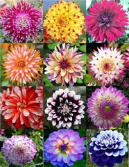 BULBORIUM dahlia seeds mixed colors pack shot for vibrant summer borders.