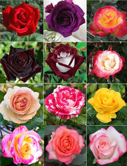 Bulborium dark rose seeds mix for a dramatic heirloom garden display.