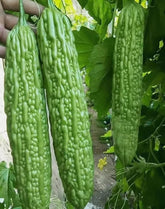 Bulborium green skin long bitter gourd seeds pack for home gardening.