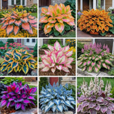 BULBORIUM heart-shaped hosta seeds pack for vibrant shade garden foliage.