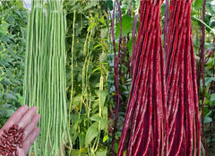 Bulborium Yard Long Bean Seeds Pack front view for easy home sowing.