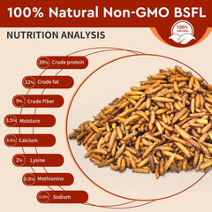 BUNTIE WORMS chickens enjoy BSF larvae for tasty nutrition and daily energy.