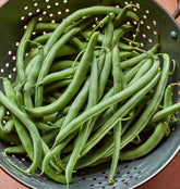 Burpee Blue Lake 274 bean pod close-up showing plump, tender pods for fresh eating.