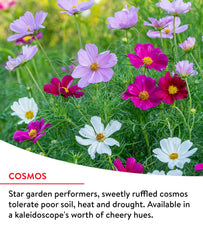 Burpee flowers 2-4 ft tall add height and garden impact