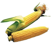 Burpee Illini Xtra Sweet corn ears close-up showing ultra-sweet kernels for fresh tasting bites.