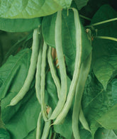 Burpee Kentucky Wonder seed pack image shows non-GMO heirloom seeds for reliable harvests