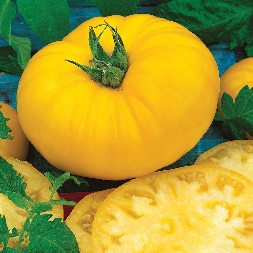 Burpee Sunny Boy hybrid seed pack ready for dependable home tomato starts.
