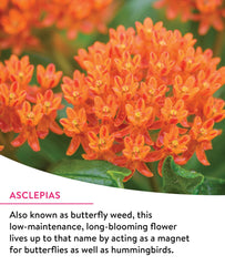 Burpee three butterfly-weed plants thriving in garden soil.