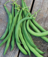 Burpee White Half Runner seeds packet ready to sow for an early garden harvest.