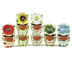 BUZZY Seeds mini terracotta pots set on a sunny window for indoor gardening
