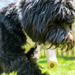 Cadet shin bone with cheese end offers dual flavor for extended chewing.
