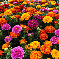 Container garden marigold display by Carpet Creeping