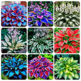 Carpet Creeping Hosta leaf variety enhances shade garden foliage.