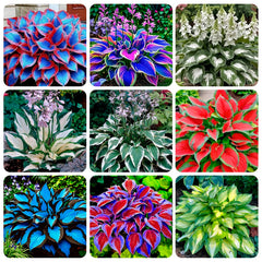 Carpet Creeping Hosta leaf variety enhances shade garden foliage.